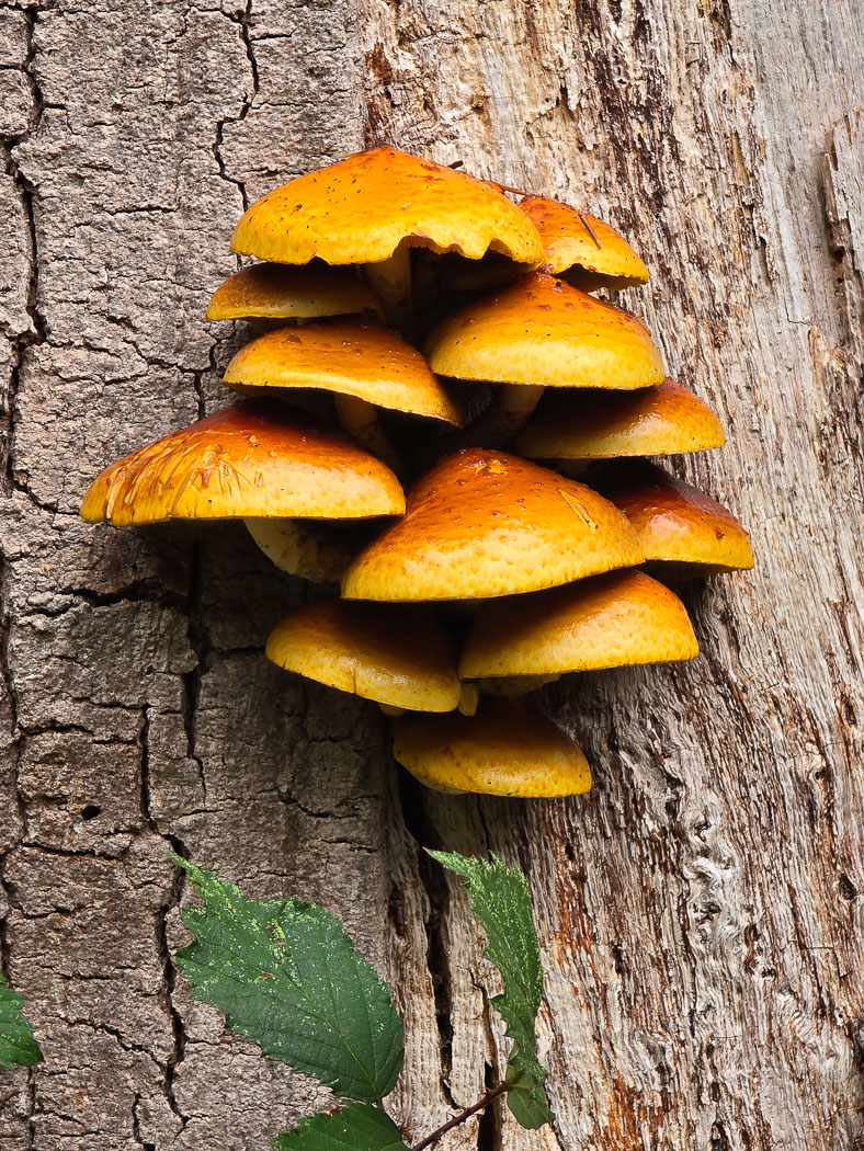 Photo © Jesper Launder Pholiota limonella by Jesper Launder